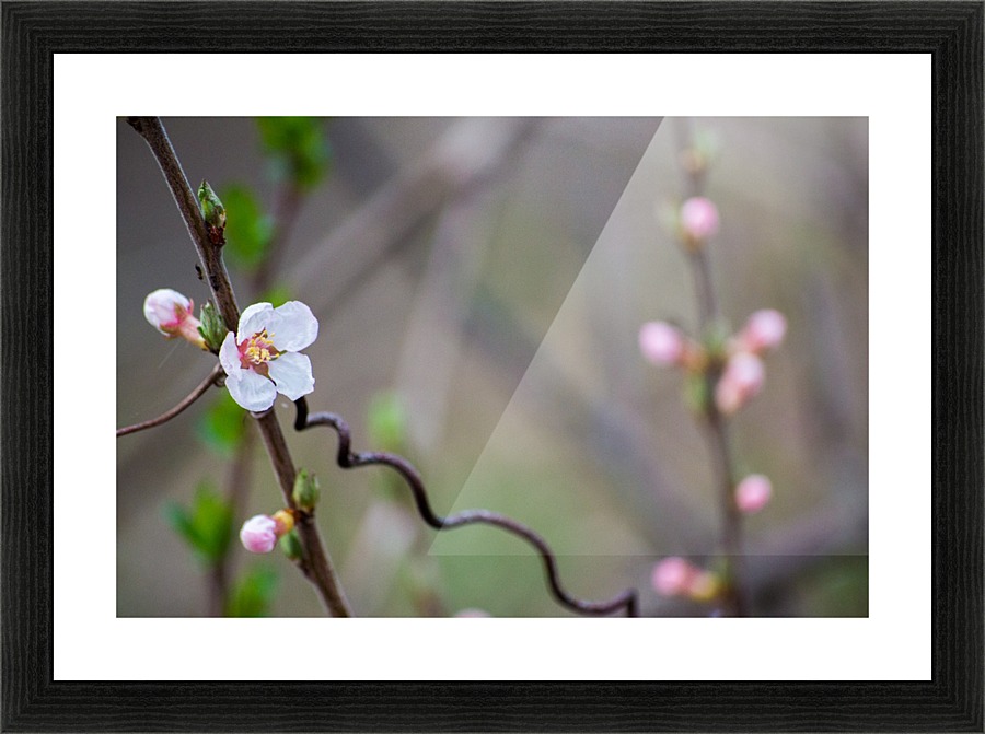 Budding Flower Picture Frame print