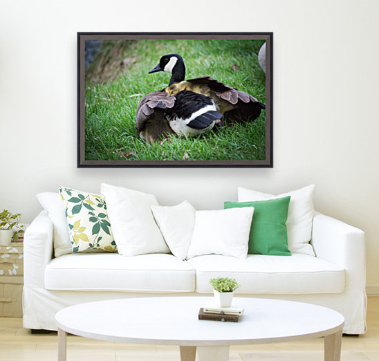 Goslings V Reproduction