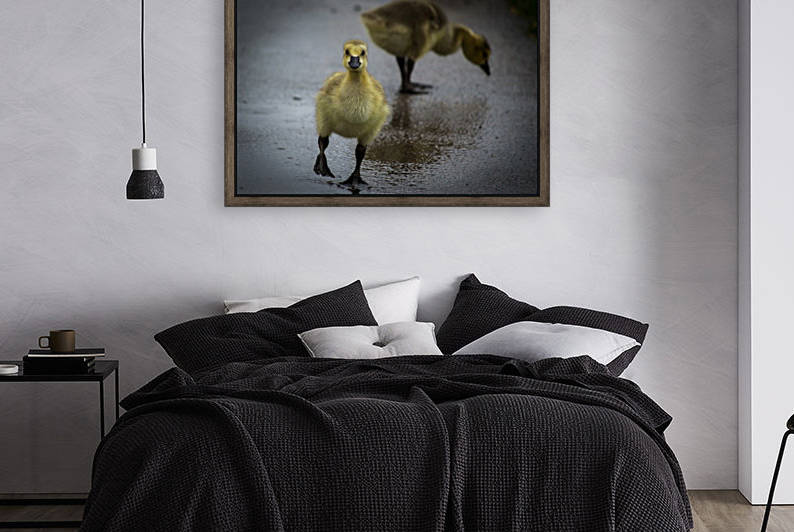 Gosling III by Tiffany Ross