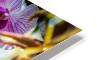 Orchids I HD Metal print