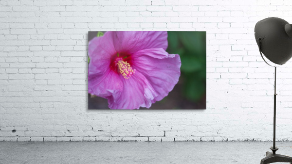 Flowers_ Wall Preview