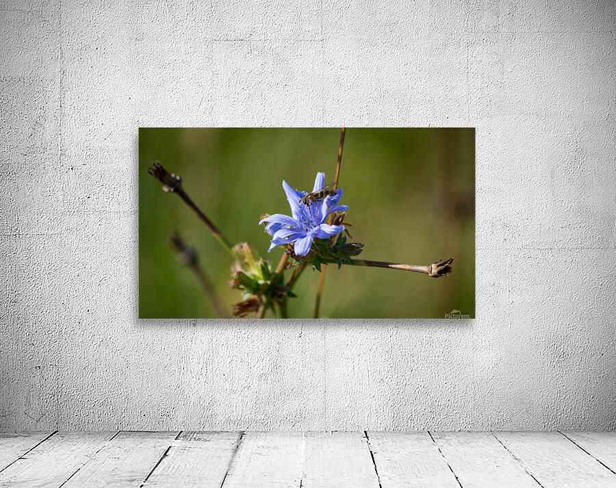 Flowers_ Wall Preview