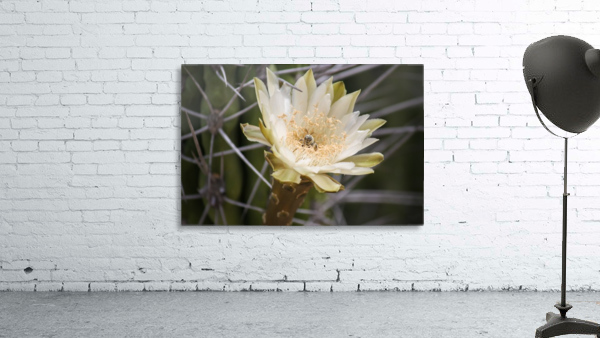 Beeutiful Bee Wall Preview