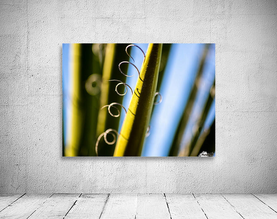 Loops I Wall Preview