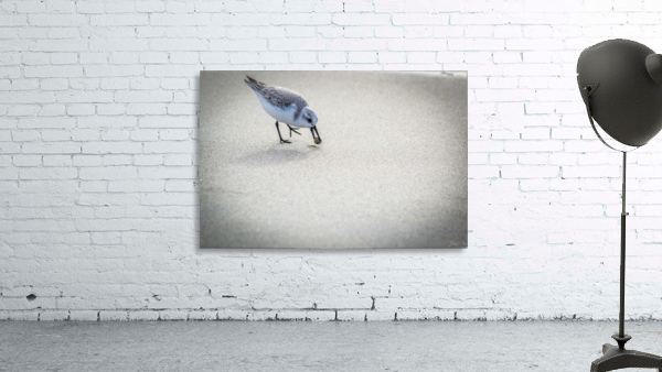 Bird IV Wall Preview