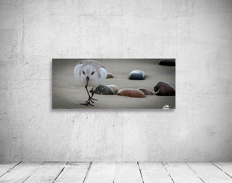 Bird I Wall Preview