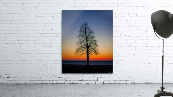 Trees IV Wall Preview