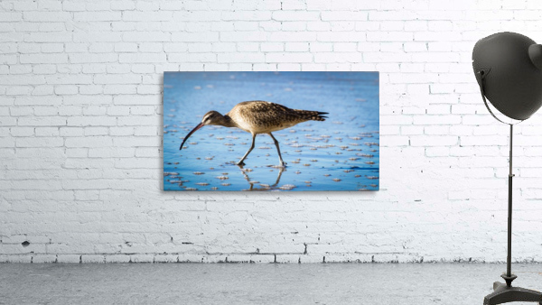 Bird VI Wall Preview