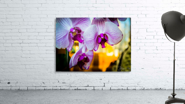 Orchids III Wall Preview