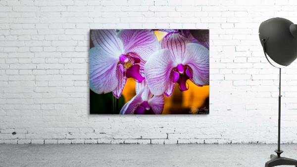 Orchids II Wall Preview