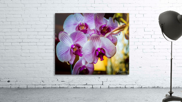Orchids I Wall Preview