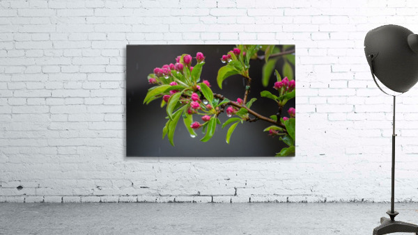Spring has Sprung Wall Preview