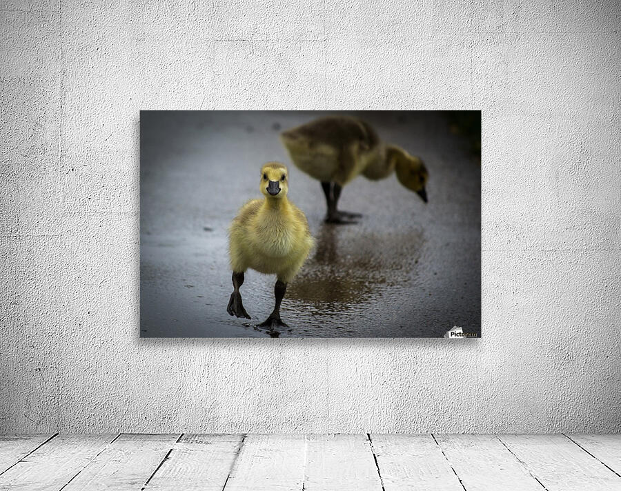 Gosling III Wall Preview