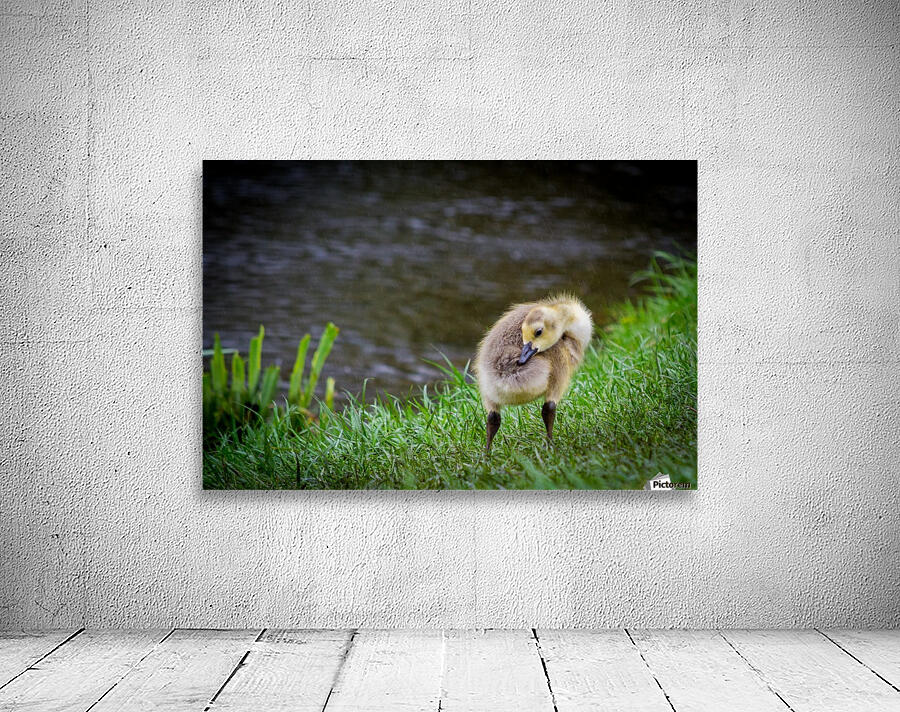 Gosling II Wall Preview