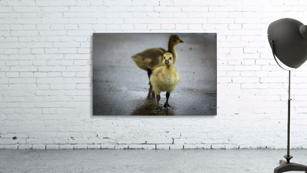 Gosling I Wall Preview