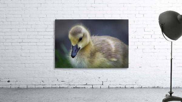 Gosling IV Wall Preview
