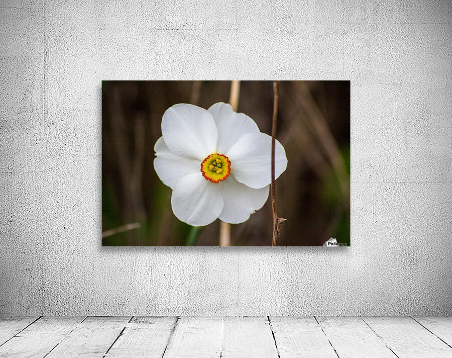 White Flower Wall Preview