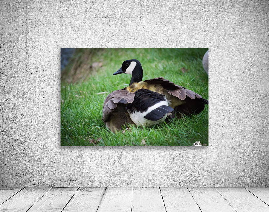 Goslings V Wall Preview