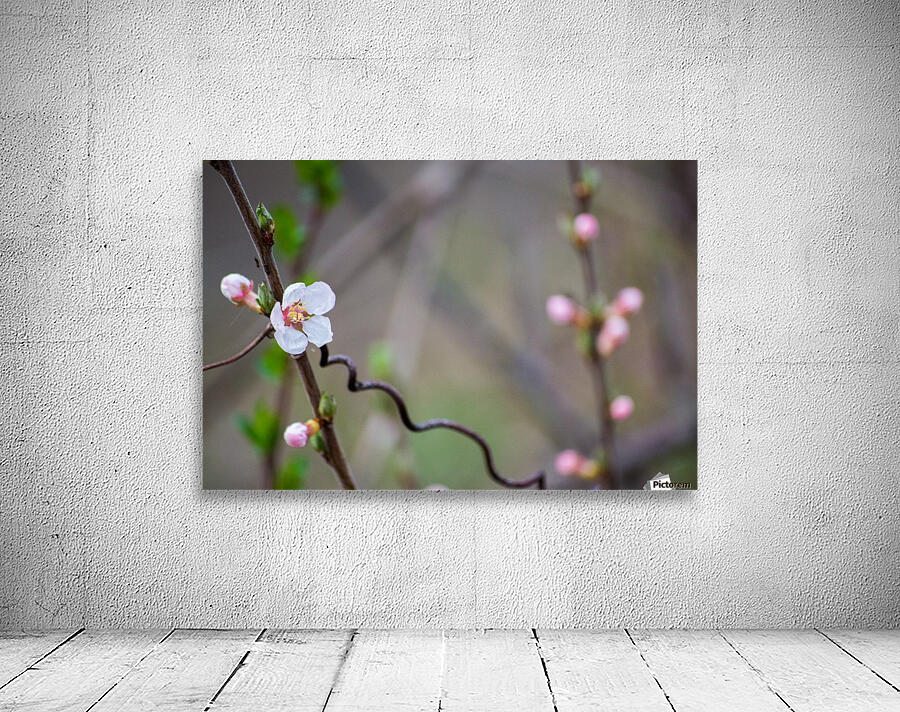 Budding Flower Wall Preview