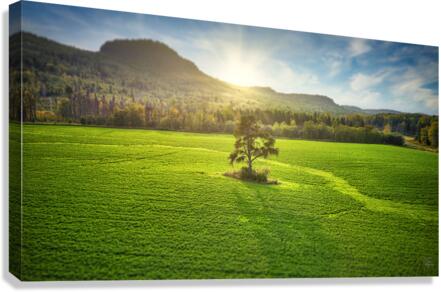 Tree In The Field at Sunset