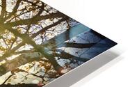 Sunrise through the Trees HD Metal print