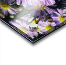 Daisies II Acrylic print
