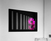 Pink gerbera Acrylic Print