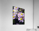 Daisies II Acrylic Print