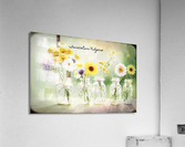 Tanacetum vulgare Acrylic Print