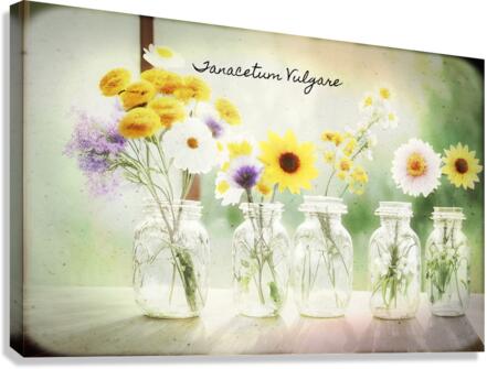 Tanacetum vulgare Canvas Print
