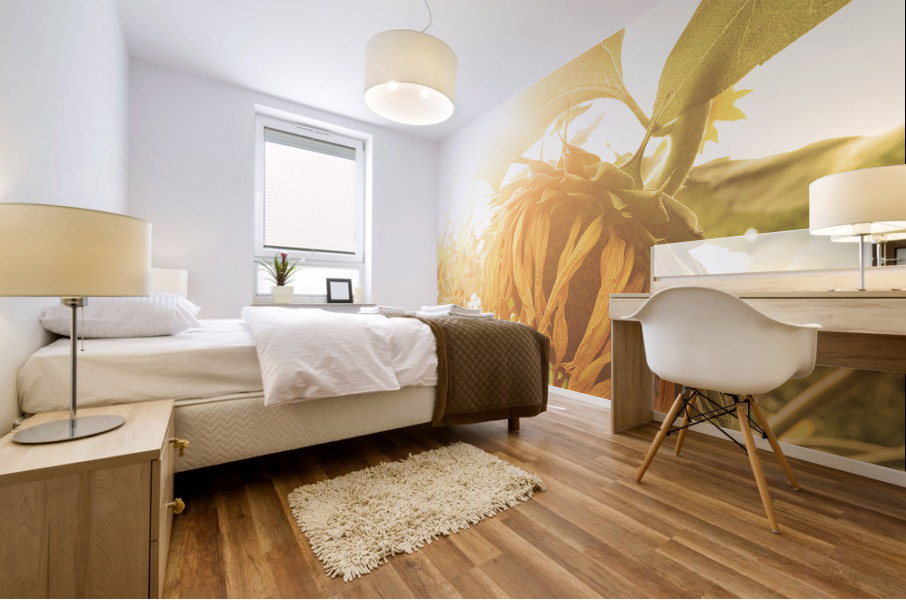 Wilted Sunflower Mural print