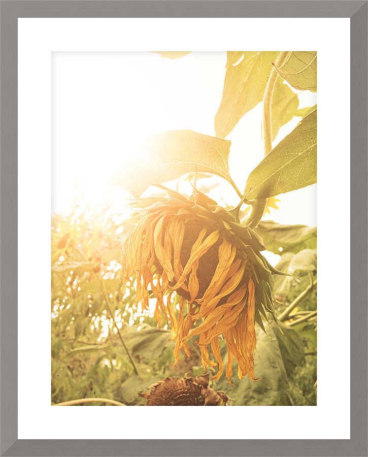 Wilted Sunflower Picture Frame print