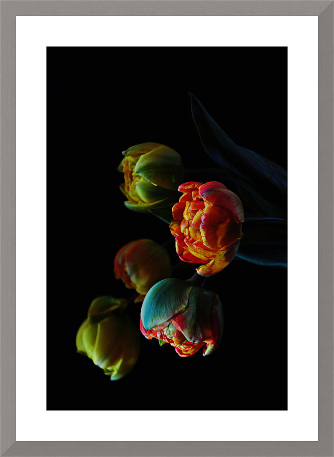 Five tulips Picture Frame print
