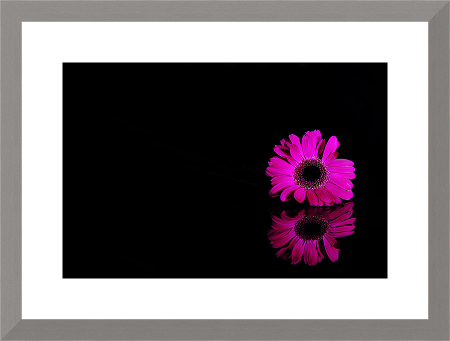 Pink gerbera Picture Frame print