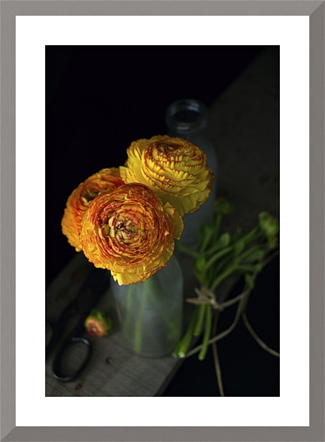 Ranunculus III Picture Frame print