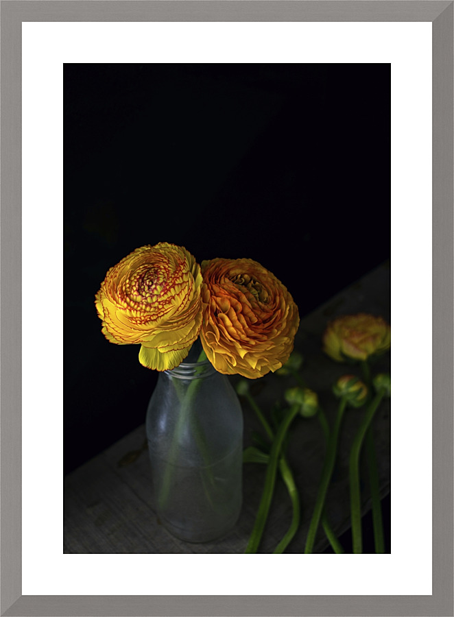 Ranunculus I Picture Frame print