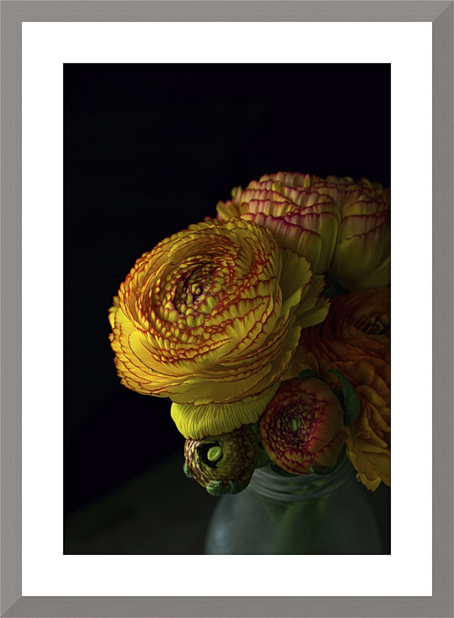 Ranunculus II Picture Frame print