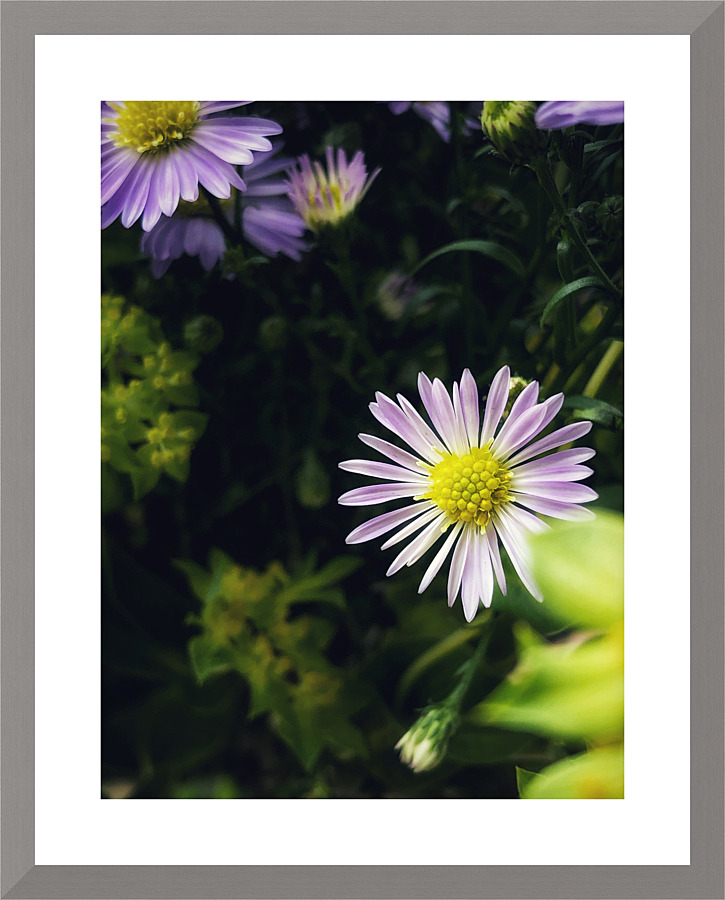 Daisies I Picture Frame print