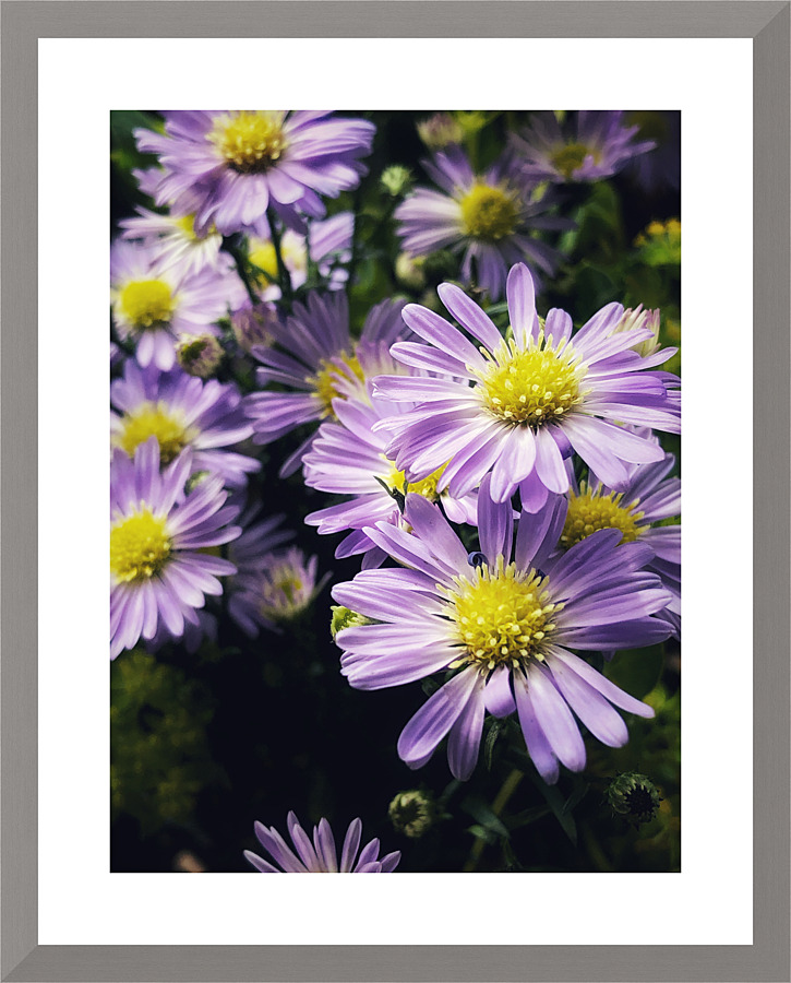 Daisies II Picture Frame print