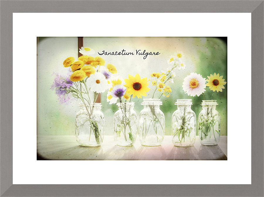 Tanacetum vulgare Picture Frame print