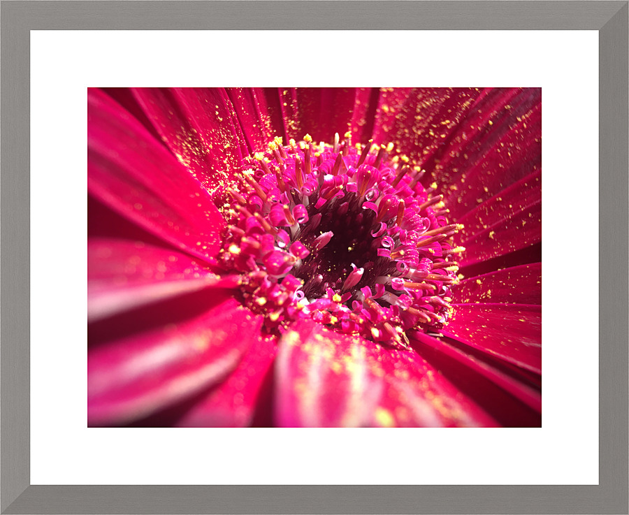 Pink Gerbera Picture Frame print