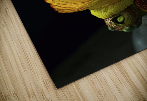 Ranunculus II Thevectoryfloor puzzle