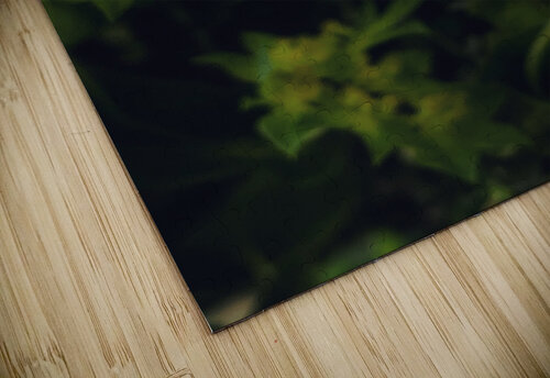 Daisies I Thevectoryfloor puzzle