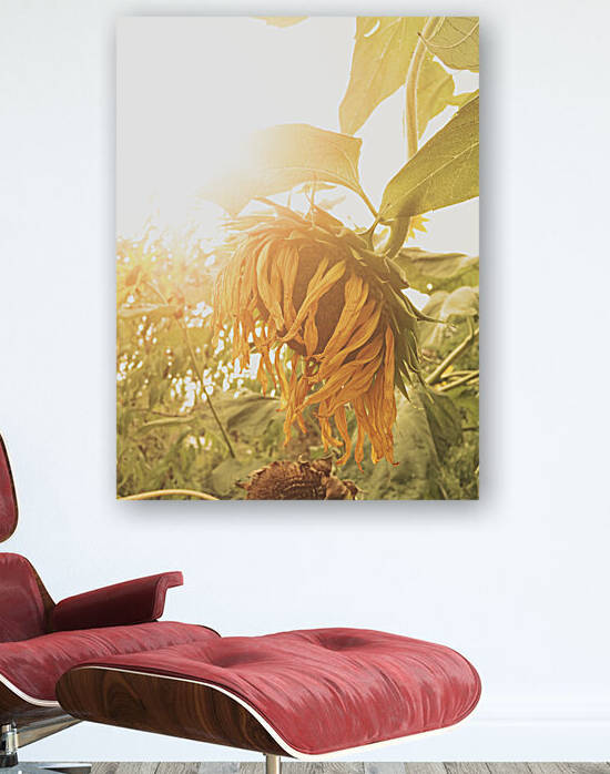 Wilted Sunflower by Thevectoryfloor