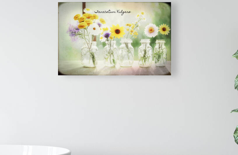 Tanacetum vulgare by Thevectoryfloor
