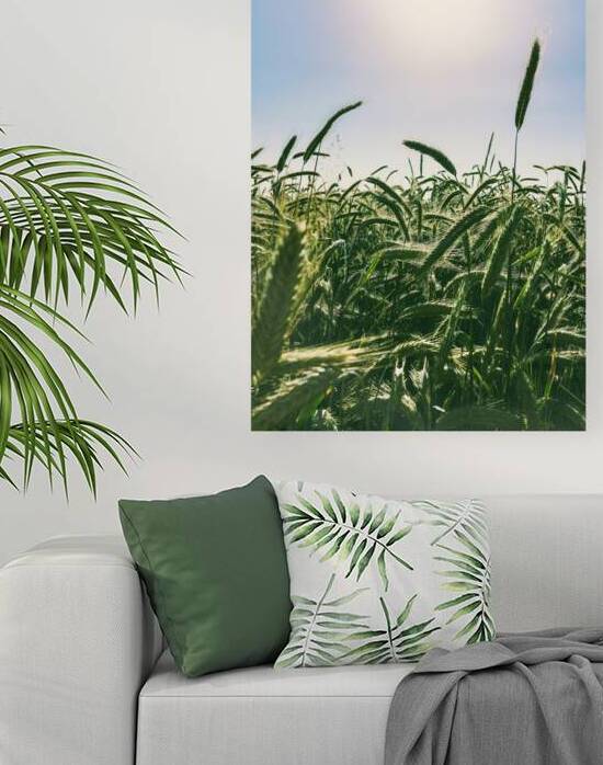 Low angle view of oars of wheat in field against sunny blue sky by Thevectoryfloor