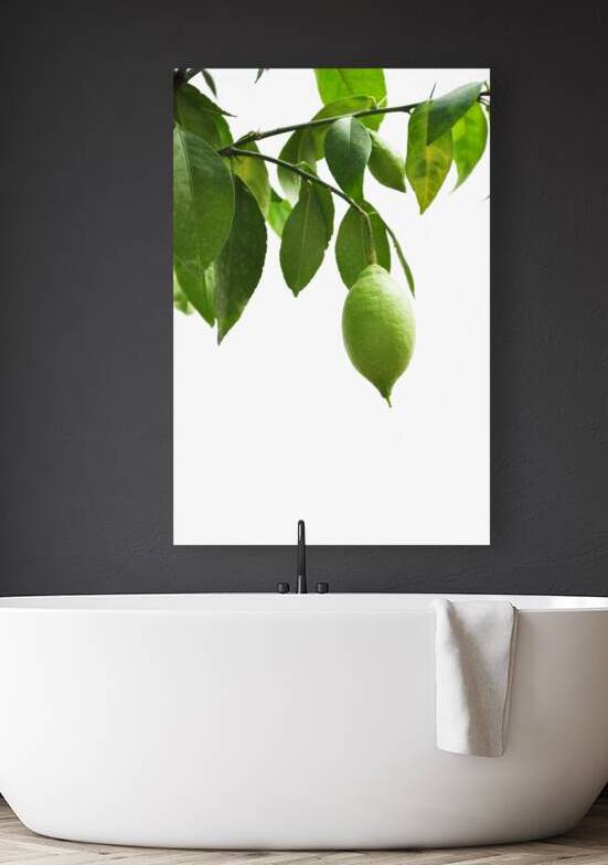 Low angle view of lemon on tree on white background by Thevectoryfloor