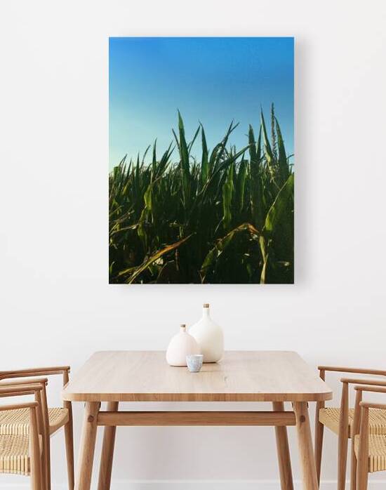 Close-up of corn plants in agricultural field against clear blue sky by Thevectoryfloor