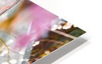 Peach bubbles II HD Metal print