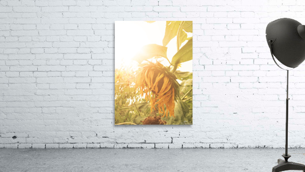 Wilted Sunflower Wall Preview